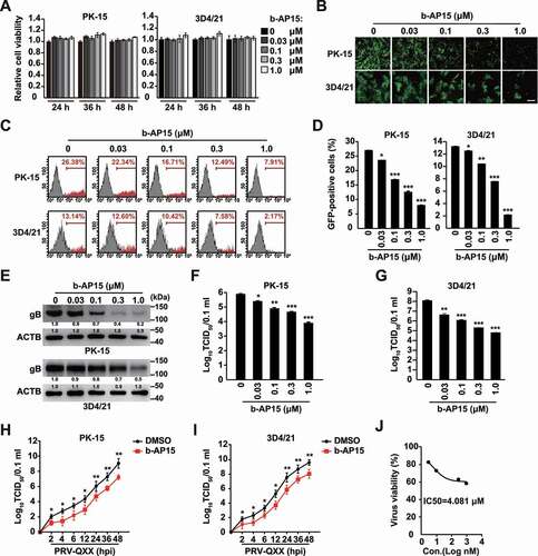 Figure 1. B-AP15 inhibits PRV infection in vitro. (A) PK-15 and 3D4/21 cells were treated with b-AP15 (0–1 μM) for 24–48 h. Cell viability was assessed using the CCK-8 cell counting assay. (B) PK-15 and 3D4/21 cells were infected with PRV-GFP (MOI = 0.01) and simultaneously treated with b-AP15 (0–1 μM) for 36 h. The fluorescence of GFP was detected by fluorescent microscopy. Scale bar: 200 μm. (C and D) Quantification of the percentage of GFP-positive cells from B by flow cytometry. (E) PK-15 and 3D4/21 cells were infected with PRV-QXX (MOI = 0.1) and simultaneously treated with b-AP15 (0–1 μM) for 24 h. PRV gB was assessed by immunoblot analysis. (F and G) PK-15 (F) and 3D4/21 (G) cells were infected with PRV-QXX (MOI = 0.1) and simultaneously treated with b-AP15 (0–1 μM) for 24 h. Viral titers were assessed by a TCID50 assay. (H and I) PK-15 (H) and 3D4/21 (I) cells were infected with PRV-QXX (MOI = 0.01) and simultaneously treated with DMSO or b-AP15 (1 μM) for 0–48 h. One-step growth curves of PRV-QXX were assessed using a TCID50 assay of viral titers. hpi, hour post infection. (J) Determination of IC50 value of b-AP15 from G. Data were shown as mean ± SD based on three independent experiments. * P < 0.05, ** P < 0.01, *** P < 0.001 determined by two-tailed Student’s t-test.