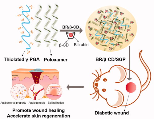 Scheme 1. The schematic graph showing the bioadhesive hydrogel containing BR/β-CD inclusion complexes used to promote diabetic wound healing.