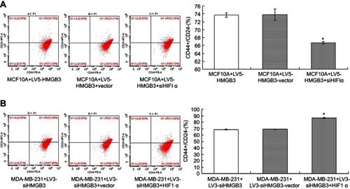 Figure 10 Determination for CD44+/CD24– levels in HMGB3/siHIF1α-treated MCF10A cells and siHMGB3/HIF1α-treated MDA-MB-231 cells using flow cytometry assay. (A). CD44+/CD24– evaluation in HMGB3/siHIF1α-treated MCF10A cells. (B). CD44+/CD24– evaluation in siHMGB3/HIF1α-treated MDA-MB-231 cells. *p<0.05 vs MCF10A cells or MDA-MB-231 cells.Abbreviation: HMGB3, High-mobility group box 3.