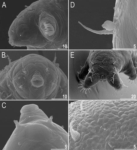 Figure 22. Detailed morphology of Echiniscoides hispaniensis (SEM): A. cephalic body portion with peribuccal cirri in lateral view, B. cephalic body portion with peribuccal cirri in frontal view, C. peribuccal cirri and secondary clava in close-up, D. cirrus A and primary clava, E. caudal body portion, F. cirrus E and dorsal sculpturing in close-up. Scale bars in μm.