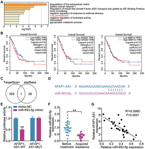 Figure 2 LncRNA AFAP1-AS1 targets miR-653-5p. (A) Lung development was enriched by Metascape. (B) The correlation between the prognosis of LUAD patients and three genes (AGR2, SPDEF and MMP12). (C) MiR-653-5p was the miRNA binding to AFAP1-AS1 and AGR2. TargetScan and starBase were used to predict the miRNAs binding to AGR2 and AFAP1-AS1, respectively. (D) Bioinformatics was used to predict the binding sites between AFAP1-AS1 and miR-653-5p. (E) Luciferase reporter assay showed that miR-653-5p mimic significantly inhibited the luciferase activity of pGL3 plasmids harbouring seed region of AFAP1-AS1 WT in 293T cells. **P < 0.001 vs mimic-NC. (F) RT-qPCR showing a clear miR-653-5p downregulation in the tumor tissues from gefitinib-resistant LUAD patients compared with that from gefitinib-resistant was observed. **P < 0.001 vs Before treatment. (G) Pearson analysis of miR-653-5p and AFAP1-AS1.