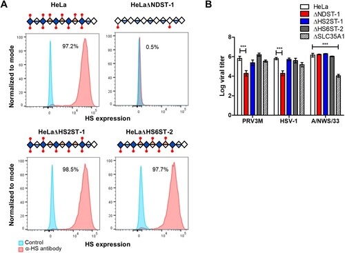 Figure 7. Effect of genetic ablation of genes involved in HS modifications on susceptibility to PRV3M infection. (A) Graphical illustration of HS chain in NDST-1, HS2ST-1 and HS6ST-2 deficiency. Blue diamond indicates de-acetyl-glucosamine; open diamond indicates N-acetyl-glucosamine, half blue diamond indicates glucuronic acid; half orange diamond indicates iduronic acid and red mark indicates sulphation. Flow cytometry histogram plots of HeLa, HeLaΔNDST-1, HeLaΔHS2ST-1 and HeLaΔHS6ST-2 cells on surface HS expression. (B) Effect of NDST-1, HS2ST-1 and HS6ST-2 knockout in PRV3M, HSV-1 and A/NWS/33 infection. All experiments were repeated for at least two biological replicates. Asterisks indicate statistically significant differences (*P < 0.05; **P < 0.01; ***P < 0.001). Bar charts represent mean ± standard error.