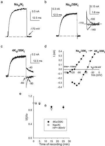Figure 5. Selectivity and stability in hypokalemic conditions. (a) IK recorded in standard Nao/Ki solutions. Current was evoked by a 0 mV/30 ms pulse applied from −80 mV; repolarization potential was −170 mV. There is no inward current at −170 mV (b) Superposed currents recorded in Nao/35Ki solutions in a different cell. Currents were evoked as in A, at pulse end Vm was stepped to the potentials indicated in the inset, which shows tail currents in an expanded scale, HP was −120 mV. Note the small but conspicuous inward Na+-carried current. (c) Currents recorded in 4Ko/35Ki solutions in the same cell as in B. Tail currents Vm are indicated. Notice the shift in current reversal potential as compared to that in B. HP was −120 mV. (d) Instantaneous I–V relationship of the experiments in B &C (see Text). (e) Conductance stability in 4Ko/35Ki solutions. Note that 4 mM Ko affords GK stability. Stability in 4Ko/35Ki solutions turned out to be similar to that in standard Nao/Ki solutions, HP was −80 mV in both cases