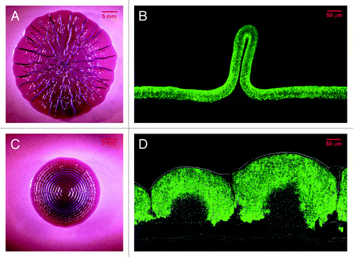 Figure 1. Morphology and physiological stratification of E. coli macrocolony biofilms. Macrocolonies of the curli- and cellulose-producing E. coli K-12 strain AR3110 (A) and the curli-producing, but cellulose-deficient original K-12 strain W3110 (C) were grown for 5 d at 28 °C on salt-free LB plates containing the amyloid dye Congo red. AR3110 is a direct derivative of W3110, in which a “domesticating” point mutation that generated a stop codon in the cellulose synthase operon was '”repaired.”Citation12 Cryosections through macrocolonies of AR3110 (B) and W3110 (D) grown for 5 d at 28 °C on salt-free LB supplemented with thioflavin S (TS) are shown, with brightfield and fluorescence microscopic images merged. TS is an amyloid-staining dye that binds to both curli fibers and cellulose, which are produced under the control of RpoS in the upper layer of starving cells in the macrocolonies. Fluorescence images were false-colored green for TS. The figure illustrates previously described results,Citation12 but only (D) is a section of an image actually published in the previous study and is shown here with permission.