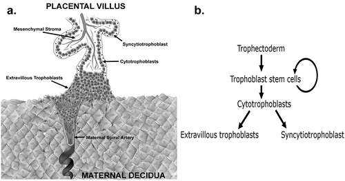 Figure 1. (a) Schematic diagram of a first trimester human placental villus showing the three major mature trophoblast populations. Extravillous trophoblasts are shown invading into the decidua and remodelling a maternal spiral artery (b) Flow diagram showing the lineage differentiation pathway of trophectoderm derived trophoblast populations.