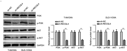 Figure 4. RECQL4 affects the PI3K/AKT signaling in OXA-resistant COAD Cells. (a) Western blotting was used to assess p-PI3K, PI3K, p-AKT, and AKT in T-84/OXA and DLD-1/OXA cells transfected with sh-RECQL4 or sh-NC