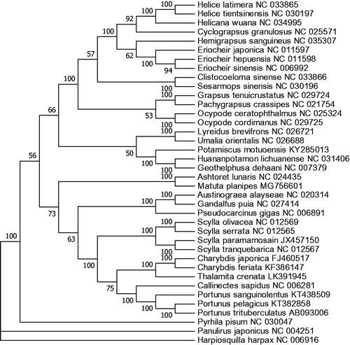 Figure 1. Phylogenetic tree of M. planipes and related species based on maximum likelihood (ML) method. Hapiosquilla harpax was used as an outgroup.