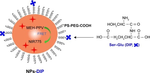 Figure 2 Schematic of DIP-functionalized FRET near infrared (NIR) polymer nanoparticles.Notes: MEH-PPV polymer initially absorbed excitation energy to produce visible emission, and then transferred visible emission’s energy to NIR775 dye to form NIR emission. They were coated by an amphiphilic polymer PS-PEG-COOH to produce fluorescence nanoparticles with water solubility and biocompatibility. Dipeptide Ser–Glu was conjugated to the nanoparticles’ surface for tumor targeting.Abbreviations: MEH-PPV, poly[2-methoxy-5-(2-ethylhexyloxy)-1,4-phenylenevinylene]; NIR775, silicon 2, 3-naph-thalocyaninebis (trihexylsilyloxide); DIP, dipeptide; FRET, fluorescence resonance energy transfer; NPs-DIP, Ser–Glu-functionalized NPs.