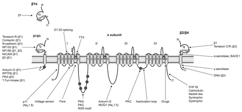 Figure 1. Multifunctional interactions of VGSCs. Basic topology of the pore-forming α subunit is shown, consisting of four homologous domains each containing six transmembrane segments. Segment four contains the voltage sensor.Citation6 The smaller β subunits contain an extracellular immunoglobulin (Ig) loop, transmembrane domain and an intracellular C-terminal domain.Citation88 β1 and β3 are non-covalently linked to the α subunit, whereas, β2 and β4 are covalently linked through disulfide bonds.Citation2 The alternative splice variant, β1B, lacks a transmembrane domain.Citation89 α subunits interact with a number of other signaling molecules, including p11,Citation90 protein kinase A (PKA),Citation91 protein kinase C (PKC),Citation92 ankyrin G,Citation93 MOG1,Citation94 fibroblast growth factor-homologous factor 1B (FHF1B),Citation95 calmodulin,Citation96 NEDD4,Citation97,Citation98 syntrophinCitation99 and dystrophin.Citation100 Several of the β subunits interact with other cell adhesion molecules and regulatory proteins, including tenascin C,Citation101 tenascin R,Citation101,Citation102 contactin,Citation103 N-cadherin,Citation104 neurofascin (NF)155,Citation105 NF186,Citation105 NrCAM,Citation105 ankyrin G,Citation104 receptor protein tyrosine phosphatase β (RPTPβ),Citation106 PKACitation107 and fyn kinase.Citation68 The β subunits are substrates for proteolytic cleavage by α-secretase, BACE1 and γ-secretase.Citation108,Citation109 The intracellular domain of β2 is proposed to regulate gene expression in the nucleus.Citation71 ψ, glycosylation sites. Figure was produced using Science Slides 2006 software.