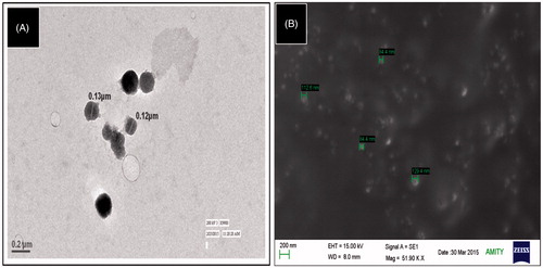 Figure 5. (A) TEM image and (B) SEM image of optimized drug-loaded NLC formulation.