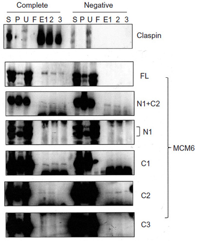 Figure 5 Binding of Claspin with MCM6 fragments.