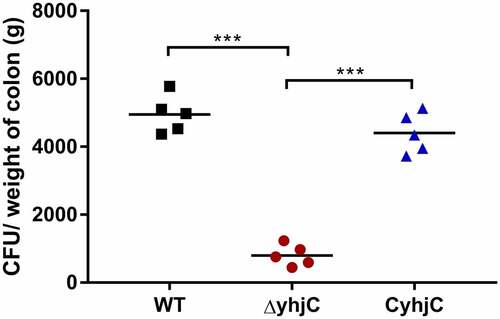 Figure 1. Intrarectal infection of Guinea pigs with the wild type (WT) and ΔyhjC strains. The number of colony-forming units (CFUs) of the WT strains colonizing colon tissues was significantly higher than those of ΔyhjC, and the complementation of yhjC with ΔyhjC restored the ability of mutant Shigella strains to colonize the colon tissues to levels observed with the WT strain. 5 guinea pigs per group were used. Data were obtained from two separate experiments and analyzed using unpaired student’s t-test (*p < 0.05; **p < 0.01; ***p < 0.001)