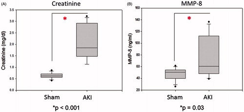 Figure 1. Creatinine and serum MMP-8 increase 24 h after ischemic kidney injury. Wild-type mice subjected to 30 min of occlusive renal ischemia demonstrate significantly higher creatinine and MMP-8 expression levels versus sham operated controls. n = 10–12 for each group.