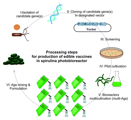Figure 3. Transgenic spirulina as a photo-bioreactor fulfills multivalent and multi-edible vaccine. (I) Selection of viral and bacterial pathogens; (II) Cloning candidate genes; (III) Transformation and Screening of transgenic spirulina; (IV) Pilot cultivation; (V) Biomass production in photo-bioreactors; VI. Mixed powder of transgenic spirulina containing different antigens from several pathogens and formulating capsules.
