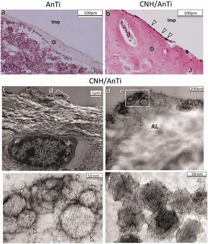 Figure 7. (a,b) Histological observations at 28 d after surgery showing (a) AnTi group and (b) CNH/AnTi group. Some black particles (white arrow head) were seen on bone surface. (c–e) TEM images of the tissue on the surface of CNH/AnTi showing (c) low magnification image and (d) high-resolution of the area of the white box in (c). (e) High-resolution of the area of the white box in (d). (f) TEM images of original CNHs. The area with removed AnTi or CNH/AnTi (Imp); newly-formed bone (*); CNHs (white arrowhead); osteocyte (OC); amorphous layer (AL) between the CNHs and the bone tissue collagen.