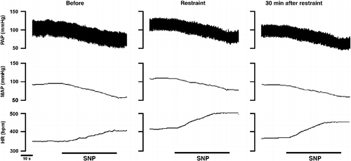 Figure 5  Typical recording from one representative rat illustrating reflex tachycardia in response to blood pressure decreases caused by intravenous SNP infusion before, during (Restraint) or 30 min after ending (30 min after restraint) the acute restraint stress. PAP, pulsatile arterial pressure; MAP, mean arterial pressure; HR, heart rate.