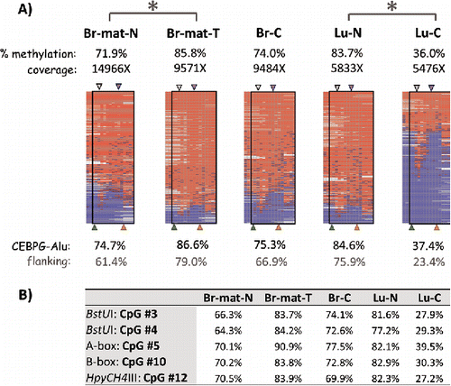 Figure 3. Methylation variation of CEBPG-Alu in normal and cancer samples. (A) Heatmaps show the methylation patterns of the CEBPG-Alu locus (after nested PCR) in the 5 samples described in Fig. 2. Red and blue in the heatmap indicate methylated and unmethylated CpG sites, whereas white marks CpG sites with unknown methylation status. CpG sites within actual Alu elements are enclosed by black rectangles. The % methylation is shown for the entire amplicon (top) as well as for CpG sites within vs. flanking the AluYa5 element (bottom). Significant differences (P < 0.0001) are shown with a large asterisk. Arrowheads indicate the A-box (gray) and B-box (purple) in the Alu element [top], and CpG sites analyzed by COBRA (BstUI, green; HpyCH4III, orange) [bottom]. (B) Methylation levels of a few pertinent CpG sites within the locus (marked by the arrowheads) in the 5 samples.