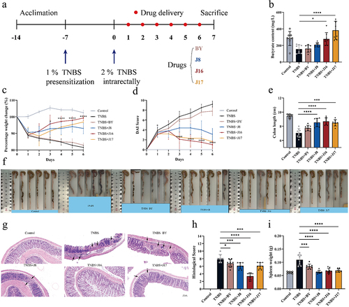 Figure 7. Therapeutic efficacy of engineered yeasts against TNBS-induced mouse colitis model.