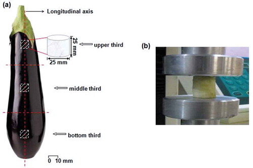 FIGURE 1 A: Schematic representation how cylindrical specimen was extracted from an eggplant and three cross sections of the fruit. Dotted lines represent cuts dividing upper, middle, and bottom sections; B: Compression test for cylindrical sample of eggplant pulp.