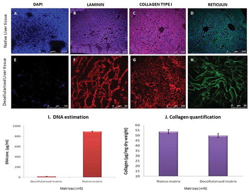 Figure 2. Determination of ECM and cellular components. Specific ECM proteins and the cellular components of the acellular liver bio-scaffold comparison with fresh rat liver tissue were studied. (a-d) Immunostaining results of the fresh liver showed collagen type I, laminins and reticulins mostly around larger vessels and also throughout the parenchymal spaces consistent with their localization of nuclear staining with DAPI. (e-h) similarly, the ECM proteins (Collagen type I and laminins) were observed around vascular basal membrane and parenchymal areas of the acellular liver bioscaffold. Reticulin staining demonstrated the presence of reticular fibers in the parenchymal matrix of the decellularized tissues. However, the nuclear component was not visible in the decellularized liver matrix upon staining with DAPI. (i) The residual DNA content decreased significantly in the decellularized rat livers (11 ± 4 µg/ml) as compared to normal rat livers (980 ± 18 µg/ml) measured per mg wet tissue weight (n = 5). (j) Collagen content in the native liver tissue was 53 ± 7 μg/mg wet tissue whereas, the collagen content of the decellularized matrix decreased to 49 ± 6 μg/mg wet tissue yet indicating that the fibrillary collagen of the native liver was retained after decellularization process (n = 5).