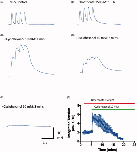 Figure 7. Cyclohexanol enhances then rapidly blocks twitch responses. (A–E) TOF tension responses of a mouse FDB nerve-muscle preparation showing twitch potentiation before (A) and after (B) incubation in omethoate (150 µM) for 1.5 h. (C) Twitches were further potentiated and prolonged by tension summation within 1 min of adding 10 mM cyclohexanol; (D,E) however, by 2 min, the tension responses, while still prolonged, became markedly reduced. (F) Summary of continuous, integrated tension responses in four experiments similar to A–D. Each point is the mean ± SEM of integrated 2 Hz TOF responses sampled at 10 s intervals, showing initial potentiation then depression and block of the evoked tension responses.