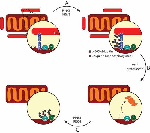 Figure 1. The mitophagy machinery uncouples mitochondria from the ER via MFN2 destruction. MFN2 oligomers bridge the ER and the outer membrane (OM), and are one of the first targets of PINK1-PRKN-mediated (phospho-)ubiquitination (A). Ubiquitinated MFN2 complexes are recognized and retrotranslocated by VCP and fed to the proteasome (B), allowing the PINK1-PRKN system access to more ubiquitination substrates (proteins X and Y) (C). This ‘second-tier’ of PRKN substrates may be resistant to retrotranslocation, thus stably tethering PRKN to mitochondria during mitophagy