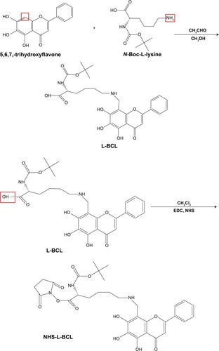 Figure 2 Synthesis schema of hyaluronic acid (HA)-lysine (L)-baicalein (BCL).Abbreviations: DMSO, dimethyl sulfoxide; EDC, 1-ethyl-3-(3-dimethylaminopropyl)-carbodiimide; L, lysine; N-Boc-L-lysine, N-Butoxycarbonyl-L-lysine; NHS, N-hydroxysuccinimide.