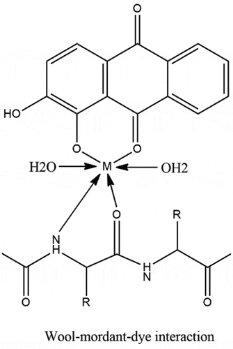 Figure 3. Schematic representation of alizarin dye attachment onto metal mordanted wool in acidic dyeing medium.