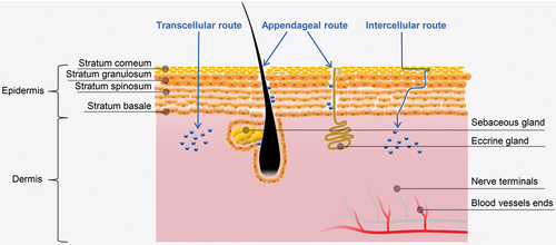Figure 2. Schematic illustration of the anatomy of the skin and pathways of drug absorption.