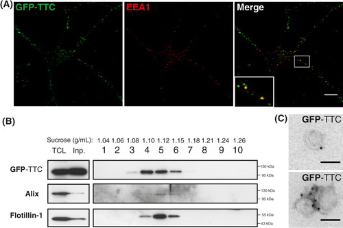 Fig. 2.  Soluble GFP–TTC is endocytosed before being secreted via neuronal exosomes. Cortical neurons were incubated at 37°C with GFP–TTC for 2 h (36 nM). (A) Confocal microscopy of neurons stained with anti-EEA1 (red), shows that GFP–TTC proteins (green) bind to and are endocytosed by neurons. (B) Density separation of extracellular vesicles secreted during a 15 min treatment with bicuculline and 4-AP; Western blot analysis using anti-GFP, anti-flotillin-1 and anti-Alix, shows GFP immunoreactivity in fractions containing exosomes. TCL: total cell lysates, Inp: input. (C) Immunogold labelling with anti-GFP of vesicles pelleted at 100,000×g demonstrates the presence of GFP–TTC on the exosomal surface. Scale bars: (A) 10 µm (C) 100 nm.