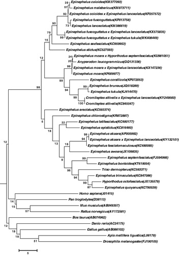 Figure 1. The phylogenetic tree of 41 species. Numbers on each node are bootstrap values of 1000 replicates.
