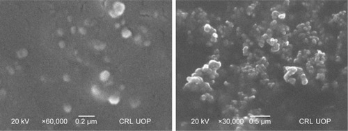 Figure 3 SEM images of silibinin NPs prepared by APSP method at different magnifications.