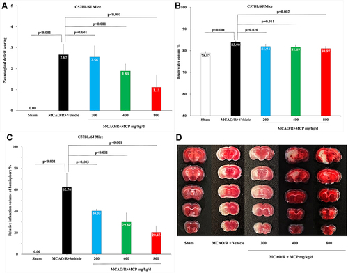 Figure 2 MCP treatment protected against cerebral ischemia/reperfusion injury in C57BL/6J mice at 1 day after MCAO/R operation. (A) Neurological deficit score test, n=9 per group; (B) Brain water content measurement, n=3 per group; (C) Cerebral infarction size measurement, n=3 per group; (D) Representative TTC (2,3,5-triphenyltetrazolium chloride) staining images, n=3 per group. MCAO/R indicates middle cerebral artery occlusion/reperfusion; MCP, modified citrus pectin. Data are mean ± standard deviation.