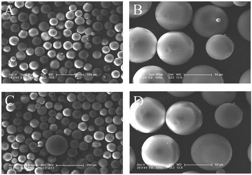 Figure 1. SEM microimages of gelatin microspheres (A, B) and BMP-2-loaded gelatin microspheres (C, D).