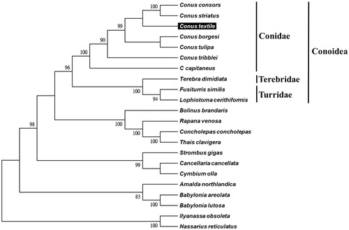 Figure 1. Phylogenetic tree generated using the neighbor-joining method based on complete mitochondrial genomes. C. consors (KF887950), C. striatus (KX156937), C. textile (KX155574), C. borgesi (EU827198), C. tulipa (KR006970), C. tribblei (KT199301), C. capitaneus (KX155573), Terebra dimidiate (EU827196), Fusiturris similis (EU827197), Lophiotoma cerithiformis (DQ284754), Bolinus brandaris (EU827194), Rapana venosa (KM213962), Concholepas concholepas (JQ446041), Thais clavigera (DQ159954), Strombus gigas (KM245630), Cancellaria cancellata (EU827195), Cymbium olla (EU827199), Amalda northlandica (GU196685), Babylonia areolata (HQ416443), B. lutosa (KF897830), Ilyanassa obsoleta (DQ238598) and Nassarius reticulatus (EU827201).
