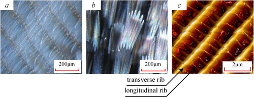 Figure 9. The microstructure of the wing surface of Catocala electa Borkhauson. (a) observed the wing surface without scales by Zeiss Stemi 2000-C; (b) observed the wing surface with scales by Zeiss Stemi 2000-C; (c) microscopic structure of the scale by atomic force microscope.