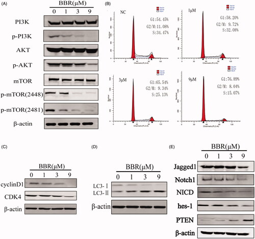 Figure 6. BBR targets the Notch1/PTEN/PI3K/AKT/mTOR pathway, arrests cell cycle and induces autophagy in SW480 cells after 24 h treatment. (A) The total and activated protein levels of PI3K, AKT, mTOR in BBR treated SW480 cells were determined by Western blot. (B) Flow cytometry analysis of cell cycle distribution in BBR treated SW480 cells. (C) Proteins expression of cell cycle related proteins cyclinD1 and CDK4. (D) Proteins expression of autophage related proteins LC3-I and LC3-II. (E) Proteins expression of Jagged1, Notch1, NICD, hes-1, PTEN and β-actin in BBR treated SW480 cells.