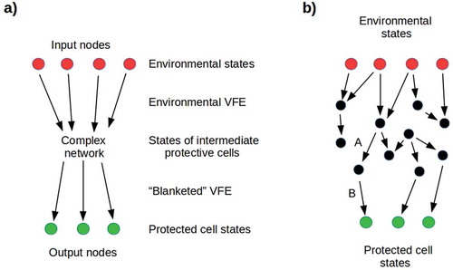 Figure 7. a) Simplified representation of a Markov blanket. Input nodes represent environmental states that transmit environmental VFE to a network of intermediate nodes, with conditional dependencies specified by a connectivity matrix Mij. Output nodes represent protected cell states that receive the “blanketed” VFE. It is natural to interpret distinct input nodes as transmitting the VFE of different dimensions of the environment, e.g. pathogenicity or toxicity. b) A network very near its percolation threshold: removing either link A or B results in opacity. On the other hand, adding any downward-going link between black nodes, or between black and green nodes, increases the cell’s exposure to its environment.