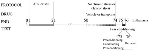 Figure 1. Timeline diagram of the stress protocols, tianeptine administration, and the fear conditioning test performed. AFR: standard animal facility rearing; MS: maternal separation; PND: postnatal day.