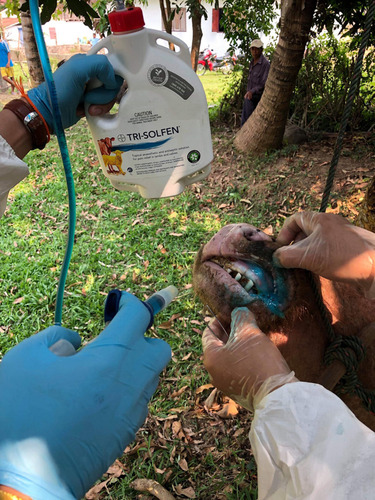 Figure 3 Application of a topical anesthetic wound formulation (PRP) to lesions in the mouth of an FMD-affected buffalo (image from C Olsson).