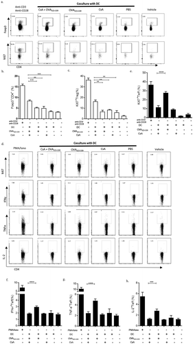 Figure 4. TolDCs foster naïve T cells into Tregs and prevent antigen-specific Teff cells response in vitro. Fresh isolated splenic DCs were used to incubate with 20 μg/ml OVA323-339 plus 10 μg/ml CsA, OVA323-339 alone, CsA alone, or PBS for 4 h. After incubation, DCs were washed with PBS for three times, and seeded with co-cultured CD4+CD25− T cells obtained from OVA-immunized D011.10 mice in presence of IL-2. The ratio of DCs to CD4+CD25− T cells was the 1:10 for 72 h in vitro co-culture system. CD4+CD25− T cells were also set without DCs, but with coated anti-CD3 and anti-CD28, and soluble IL-2, TGF-β as differentiation control. Naive T cells were supplied with IL-2 as vehicle control. The percentage of CD4+Foxp3+ Tregs of total CD4+ T cells were detected after the co-culture (a & b). An ability to proliferate was assessed by measuring the level of ki67 expression on these CD4+Foxp3+ Tregs (a & c), or on Teffs (CD4+CD25+Foxp3−) (d & e). The functional cytokines IFN-γ (f), TNF-α (g) and IL-2 (h) of Teffs were further characterized by intracellularly staining after treated with Brefeldin A for 6 hr. Anti-CD3/anti-CD28 plus IL-2 activated T cells were stimulated with PMA and Ionomycin for last 6 h as positive control for these cytokines detection. Data represent three independent experiments. *, p value <0.5, **, p value <0.1, and ***, p value <0.05.