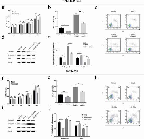 Figure 9. Cell proliferation and cell apoptosis after transfection with Notch1 overexpression plasmids in MM cells. Cell proliferation after transfection with Notch1 overexpression plasmids in RPMI-8226 cells (a). Cell apoptosis rate after transfection with Notch1 overexpression plasmids in RPMI-8226 cells (b, c). Expressions of apoptotic marker C-Caspase 3 and anti-apoptosis marker Bcl-2 after transfection with Notch1 overexpression plasmids in RPMI-8226 cells (d, e). Cell proliferation after transfection with Notch1 overexpression plasmids in U266 cells (f). Cell apoptosis rate after transfection with Notch1 overexpression plasmids in U266 cells (g, h). Expressions of apoptotic marker C-Caspase 3 and anti-apoptosis marker Bcl-2 after transfection with Notch1 overexpression plasmids in U266 cells (i, j). Comparison between two groups was determined by t-test. P value < 0.05 was considered significant. *, P < 0.05; **, P < 0.01; ***, P < 0.001; NS, no significance. MM, multiple myeloma. C-Caspase 3, Cleaved Caspase 3; Bcl-2, B-cell lymphoma-2.