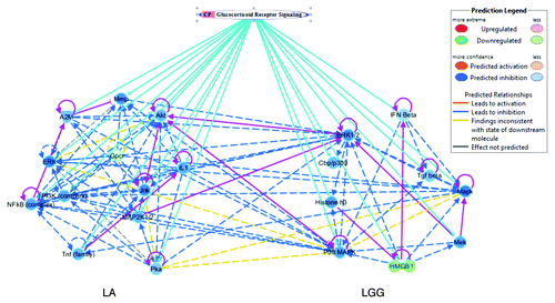 Figure 2. Top associated networks with their linked canonical pathways (CP) in ileum on PBCD1. In the graphical representation of a network, genes or gene products are represented as nodes, and the biological relationship between two nodes is represented as an edge (line). Human, mouse, and rat orthologs of a gene are represented as a single node in the network. The intensity of the node color indicates the degree of up- (red) or down- (green) regulation, and more confidence predicted activation (blue) or inhibition (brown) of a given gene. Edges are displayed with various labels that describe the nature of the relationship between the nodes. Both LA and LGG were associated with glucocorticoid receptor (GR) signaling canonical pathway. The connecting sky blue line indicates the associated molecules with their predicted biological status, whereas the pink lines highlight the direct relation (solid line) between the genes. Only genes that are involved in canonical pathway are shown, and indirect interactions are depicted in dashed arrows with different colors representing the predicted biological status as indicated in the legend.