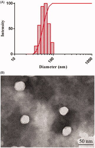 Figure 2. (A) Particle size distribution and (B) TEM image of DE-CMs. TEM: transmission electron microscope; DE-CMs: dabigatran etexilate-loaded composite micelles.
