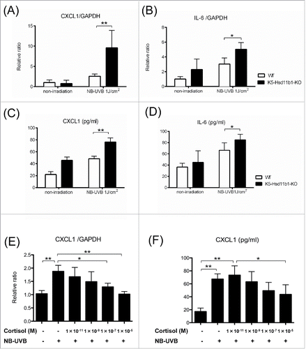 Figure 3. Inflammatory response to NB-UVB irradiation was enhanced in the K5-Hsd11b1-KO mouse skin. (A, B) Relative expression levels of CXCL1 (A) and IL-6 (B) in skin from 2-month-old mice 3 hours after NB-UVB irradiation at 1 J/cm2. GAPDH was used as an internal control. The bars indicate the mean ± SD (N = 6; **P < 0.01, *P < 0.05, two-way ANOVA followed by the Bonferroni-Dunn test for multiple comparisons). (C, D) The levels of CXCL1 (C) and IL-6 (D) in the skin of 2-month-old WT mice 10 hours after NB-UVB irradiation at 1 J/cm2 were measured using ELISA. The bars indicate the mean ± SD (N = 6; **P < 0.01, *P < 0.05, two-way ANOVA followed by the Bonferroni-Dunn test for multiple comparisons). (E) The indicated dose of cortisol was added to the cultured media of the WT mice-derived keratinocytes for 24 hours, and then cells were treated with or without 40 mJ/cm2 NB-UVB irradiation. Cells were harvested after 1 hour, and CXCL1 expression was investigated by rtPCR. GAPDH was used as an internal control. The bars indicate the mean ± SD (N = 6; **P < 0.01,*P < 0.05, one-way ANOVA followed by the Bonferroni-Dunn test for multiple comparisons). (F) The indicated dose of cortisol was added to the cultured media of WT mice-derived keratinocytes for 24 hours, and then cells were treated with or without 40 mJ/cm2 NB-UVB irradiation. Culture media was collected 10 h later, and concentrations of CXCL1 were measured by ELISA. The bars indicate the mean ± SD (N = 6; **P < 0.01, *P < 0.05, one-way ANOVA followed by the Bonferroni-Dunn test for multiple comparisons).