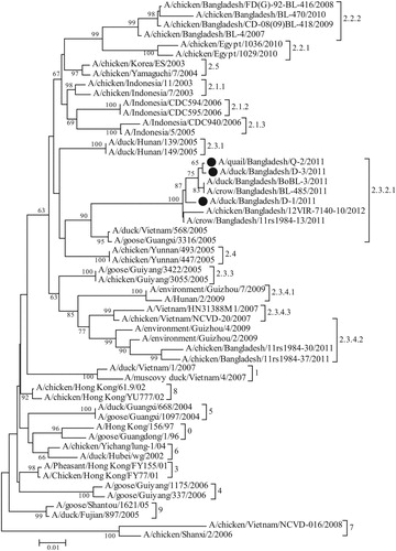 Figure 4. Maximum Likelihood phylogenetic tree showing the relationship of H5N1 HPAI isolates from quail and ducks from Bangladesh and with the strains representing different clades. The analysis involved 55 nucleotide sequences. There was a total of 533 positions in the final dataset. The evolutionary distances were computed using the Maximum Composite Likelihood method and are in the units of the number of base substitutions per site. Bangladeshi isolates analysed in the present study are indicated by solid circles. Evolutionary analyses were conducted in MEGA7.