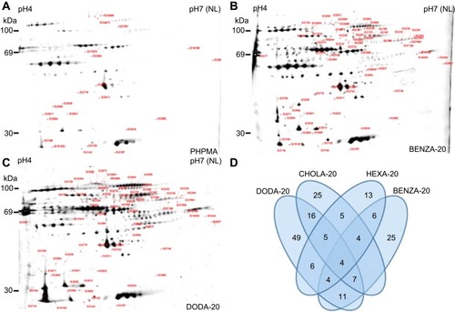 Figure 5 Differences in the protein coronas are illustrated using the spot patterns of the obtained 2DE analysis from representative NGs.Notes: NGs (300 µg/mL) were incubated in CCM for 30 mins. Bound proteins were eluted and analyzed using 2DE analysis. Depicted are the resulting representative 2D gels for (A) PHPMA, (B) BENZA-20 and (C) DODA-20. All other 2D images are depicted in Figure S4. In comparison to blank control (no NGs), labels indicate significantly modified proteins within the respective NGs. Similarities and differences regarding the number of significant spots (ie, intensity increased >1.5, p<0.05, n=3) in each corona relative to PHPMA as a benchmark are visualized in a Venn diagram (D).Abbreviations: 2DE, two-dimensional gel electrophoresis; NGs, nanogels; CCM, complete cell culture medium (RPMI 1640 containing 10% FBS); PHPMA, poly(N-(2-hydroxypropyl)methacrylamide).