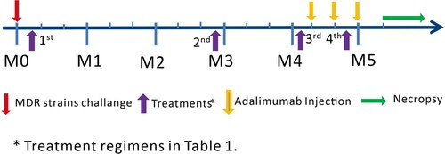 Figure 1. Experiment Schema. Monkeys in four groups were taken 4 times of treatment according to Table 1 since one week after MDR-Mtb strain V791 challenge, respectively.