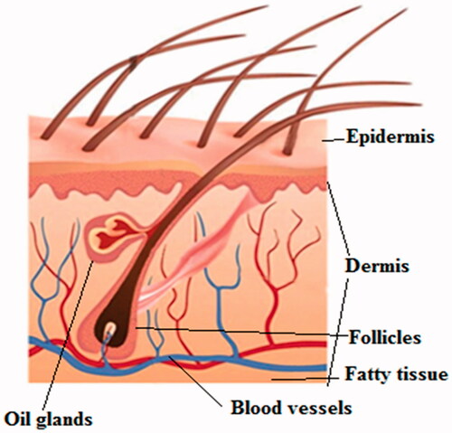 Figure 2. Schematic representation of epidermis layers.
