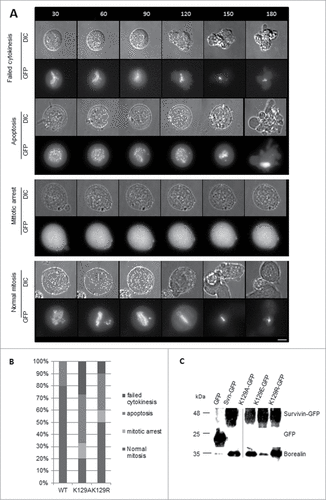 Figure 4. (A) Time lapse imaging demonstrating the fates of cells as described for Figure 2, but in the absence of endogenous survivin. Note that with the exception of the mitotic arrest, which shows K129A, examples are given with the K129R mutant so that the GFP signal can be observed. (B) Quantitation of cell fates observed in (A). (C) Co-immunoprecipitation of borealin with survivin-GFP in extracts from cell lines expressing K129 mutants. Borealin binds avidly to K129A and K129R, but K129E does not. Note, lanes 1, 2 and 4 were published in.Citation15 Input for all samples is shown in Figure S1C.